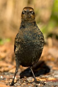 The sharp decline in the rusty blackbird population is perplexing researchers. (iStock)