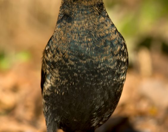 The sharp decline in the rusty blackbird population is perplexing researchers. (iStock)