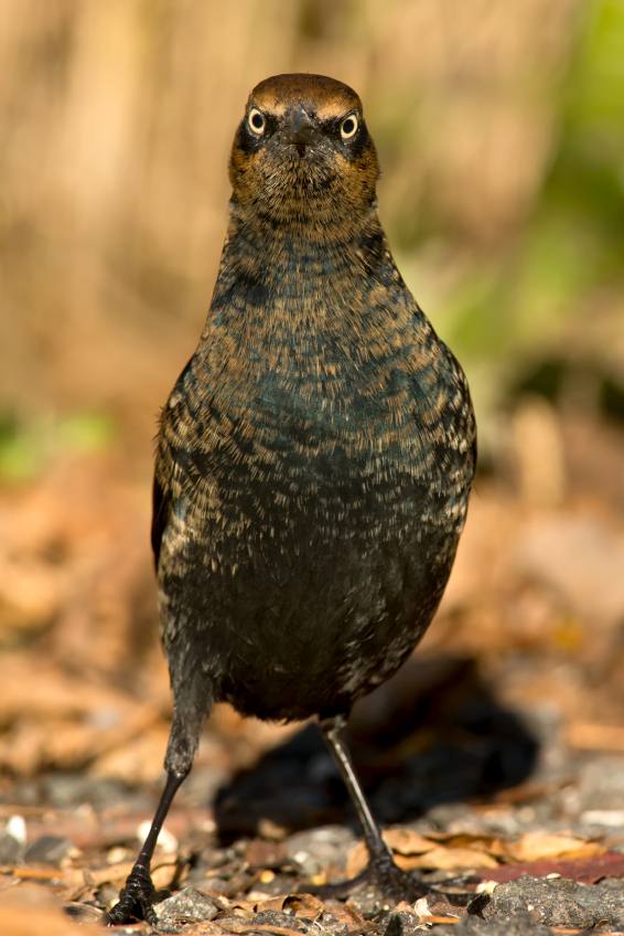  The sharp decline in the rusty blackbird population is perplexing researchers. (iStock)