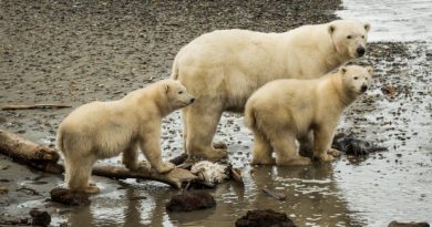 A polar bear mother and her cubs exploring the beach in Kaktovik on Sept. 7, 2012. A new study narrows the timeline for when polar and brown bears diverged from a common ancestor. (Loren Holmes / Alaska Dispatch)
