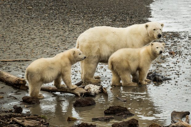 A polar bear mother and her cubs exploring the beach in Kaktovik on Sept. 7, 2012. A new study narrows the timeline for when polar and brown bears diverged from a common ancestor. (Loren Holmes / Alaska Dispatch)
