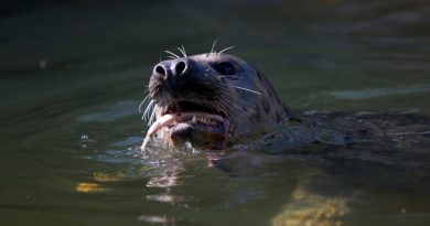 A gray seal eating a fish in the Baltic Sea. Four hundred gray and harbour seals can be culled up until the end of 2014 (iStock)