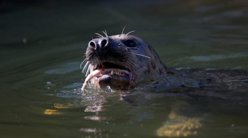 A gray seal eating a fish in the Baltic Sea. Four hundred gray and harbour seals can be culled up until the end of 2014 (iStock)