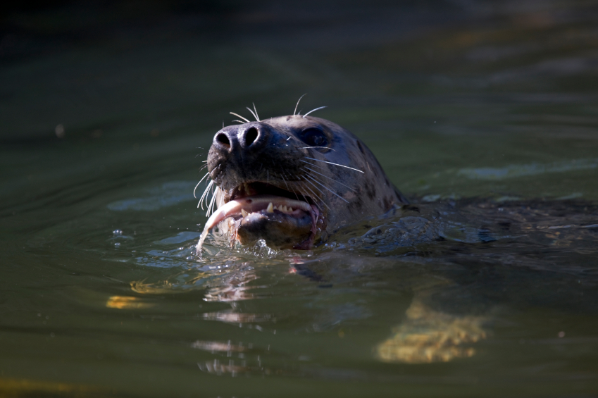 Sweden divided on gray seal hunt – Eye on the Arctic