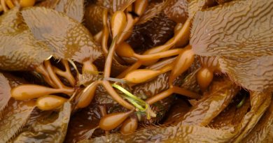 Pacific Kelp close up on the shores of Sitka, Alaska during low tide. (iStock)