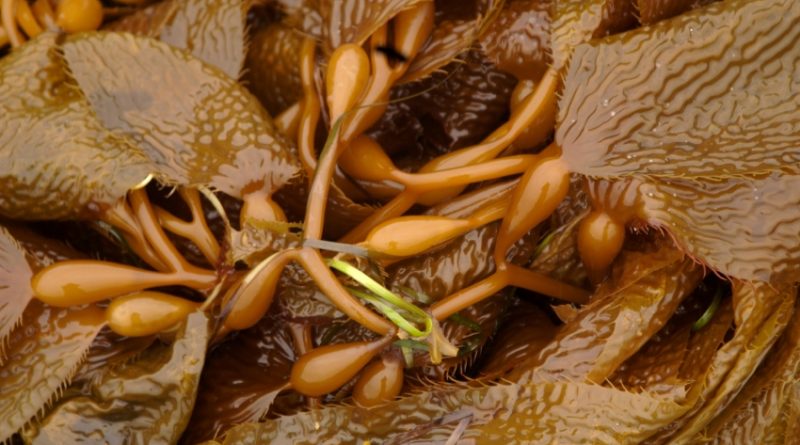 Pacific Kelp close up on the shores of Sitka, Alaska during low tide. (iStock)