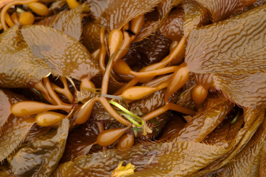 Pacific Kelp close up on the shores of Sitka, Alaska during low tide. (iStock)