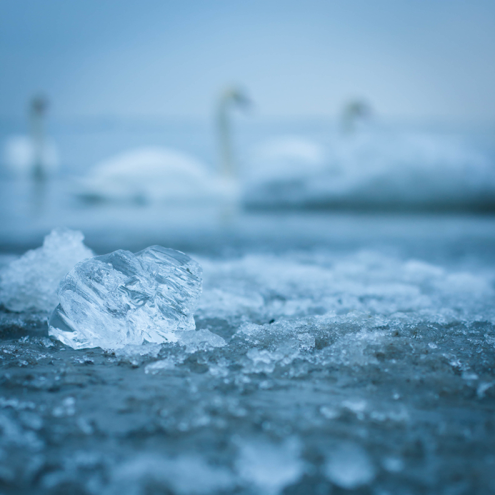 Swans swimming in Finland. (iStock)