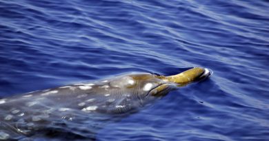 A beaked whale. Beaked whales’ tendency for deep dives makes their presence in the shallow waters of the Bering Strait Region and Valdez unusual. (iStock)