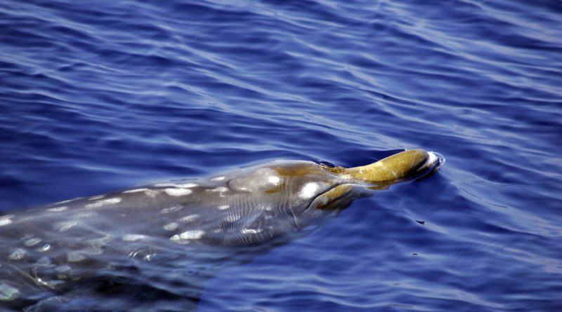 A beaked whale. Beaked whales’ tendency for deep dives makes their presence in the shallow waters of the Bering Strait Region and Valdez unusual. (iStock)