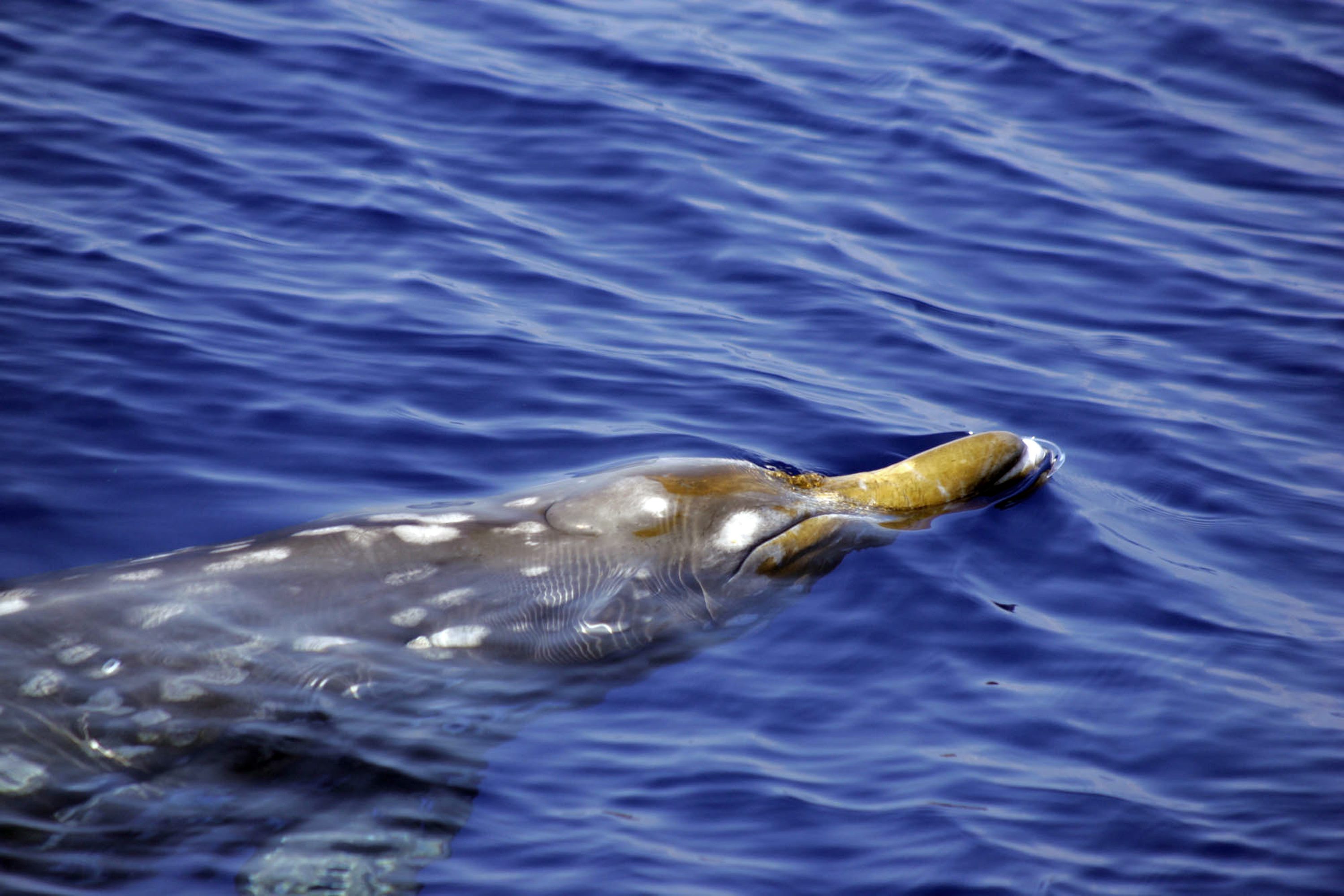 A beaked whale. Beaked whales’ tendency for deep dives makes their presence in the shallow waters of the Bering Strait Region and Valdez unusual. ( Robin W. Baird / Cascadia Research Collective / AP)