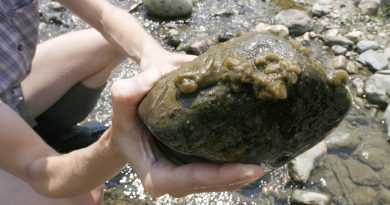A woman holds a rock covered with the aquatic algae Didymosphenia geminata -- known as didymo, or rock snot -- in the White River in Stockbridge, Vt. (Toby Talbot / The Canadian Press / AP)