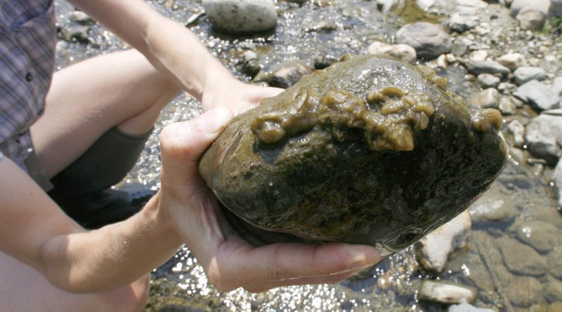 A woman holds a rock covered with the aquatic algae Didymosphenia geminata -- known as didymo, or rock snot -- in the White River in Stockbridge, Vt. (Toby Talbot / The Canadian Press / AP)