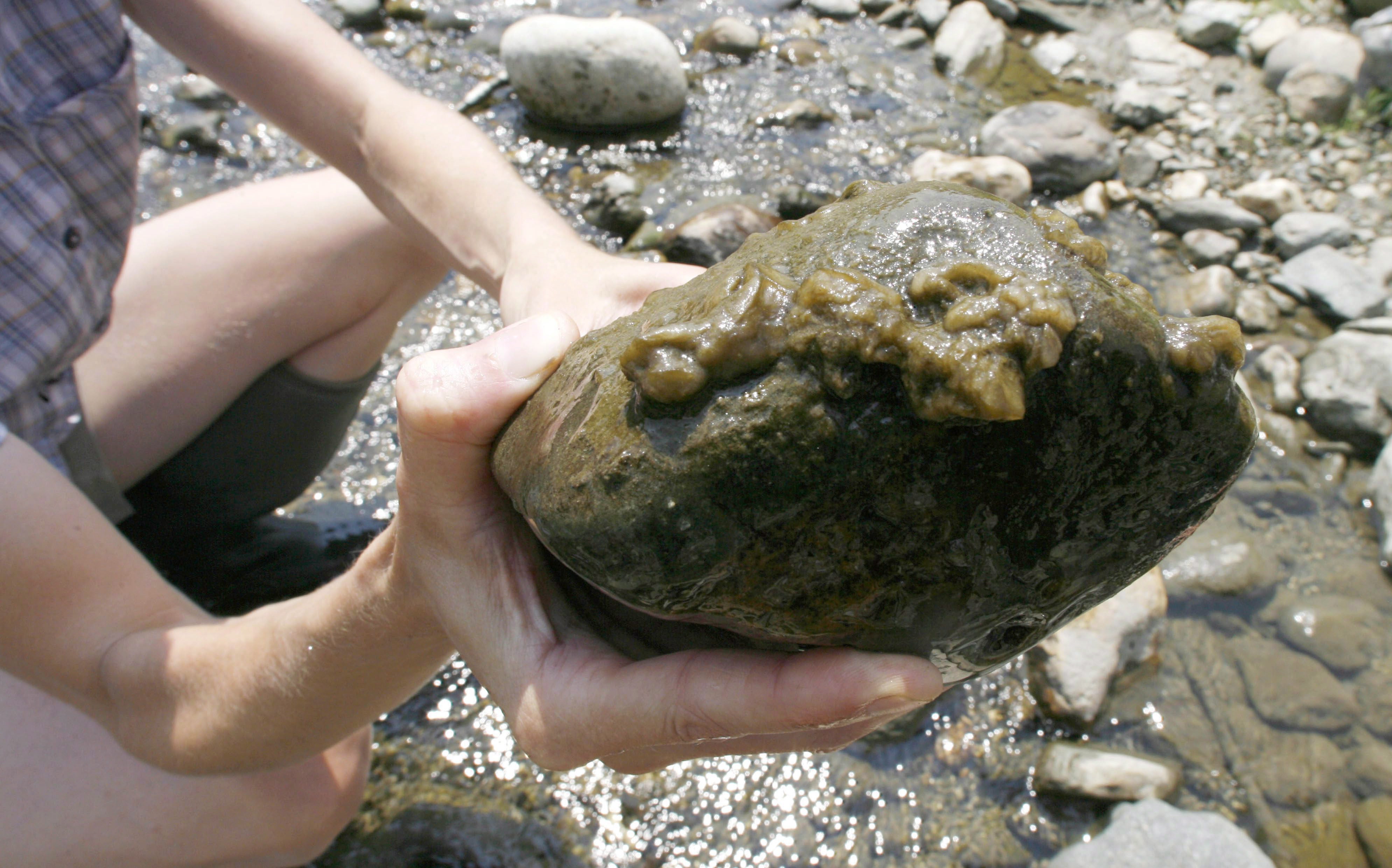 A woman holds a rock covered with the aquatic algae Didymosphenia geminata -- known as didymo, or rock snot -- in the White River in Stockbridge, Vermont. (Toby Talbot / The Canadian Press / AP)