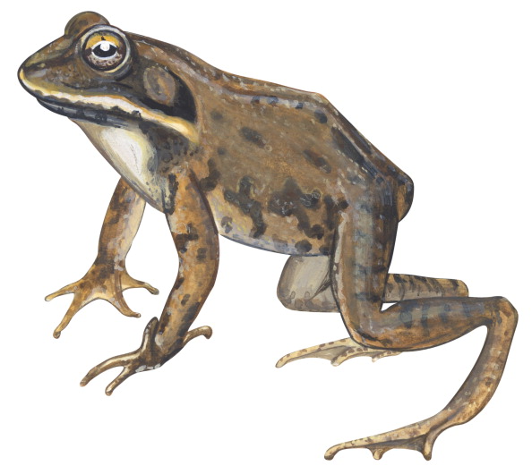 Alaska wood frogs are champion deep-freeze hibernators: study – Eye on