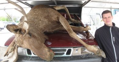A stuffed moose on the hood of a car helps Niclas Dahl from the Älgskadefondsföreningen show drivers what can happen on the roads. (Magnus Hagström/Swedish Radio)