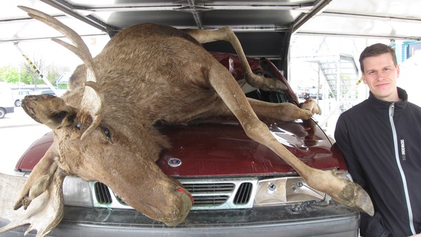 A stuffed moose on the hood of a car helps Niclas Dahl from the Älgskadefondsföreningen show drivers what can happen on the roads. (Magnus Hagström/Swedish Radio)