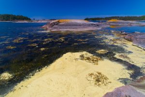 Algal blooming in the Baltic Sea near Sweden. (iStock)