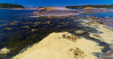 Algal blooming in the Baltic Sea near Sweden. (iStock)