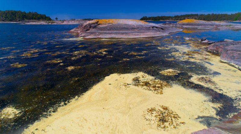 Algal blooming in the Baltic Sea near Sweden. (iStock)