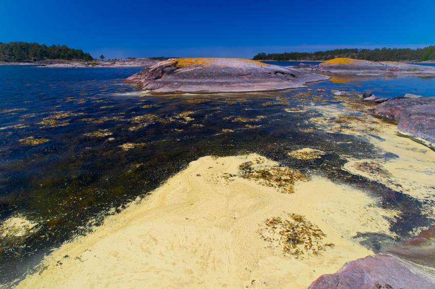 Algal blooming in the Baltic Sea near Sweden. (iStock)