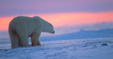 A polar bear at sunset in the Canadian Arctic. (iStock)