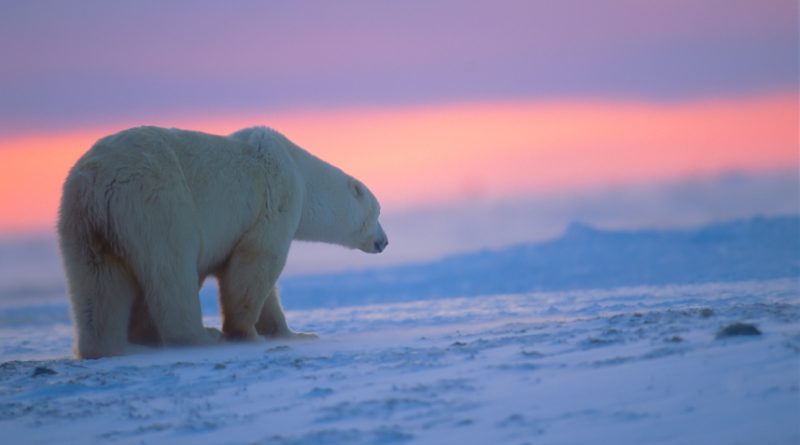 A polar bear at sunset in the Canadian Arctic. (iStock)