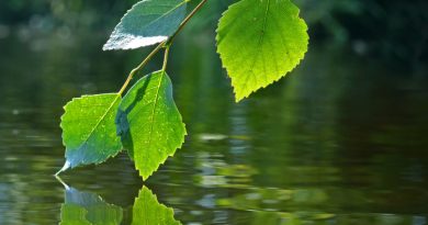 The challenges of climate change present opportunities for Finnish businesses to take a leadership role. (iStock)