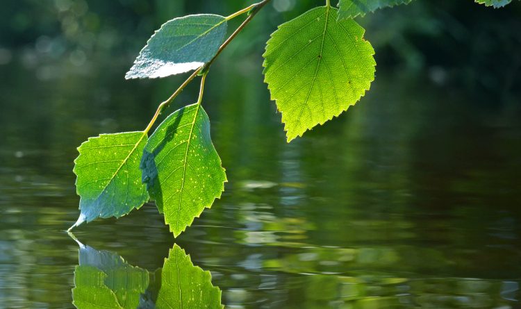 The challenges of climate change present opportunities for Finnish businesses to take a leadership role. (iStock)
