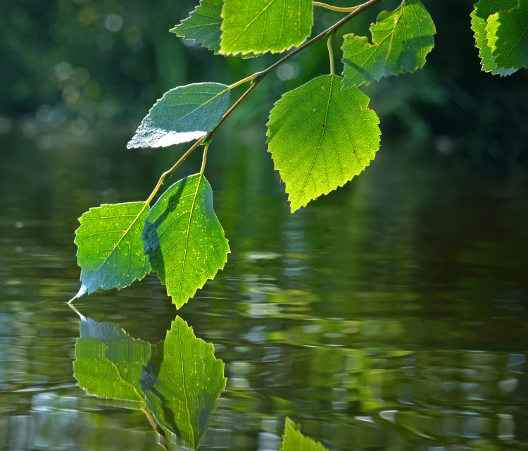 The challenges of climate change present opportunities for Finnish businesses to take a leadership role. (iStock)