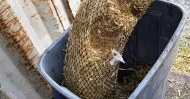 Mice, an invasive species on St. George Island, had burrowed nests into coiled straw construction wattles and cached seed everywhere in the shipping container. After inspection, the eradication crew sent all of the material to burn barrels. (Marc Romano / USFWS)