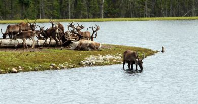 A Canadian board says total protection for caribou calving and post-calving grounds is needed along with a reduction in the pace of development throughout the caribous' range.(iStock)