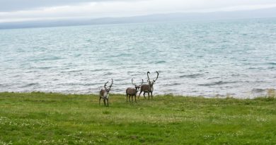 Reindeer in northern Norway. Did they miss the boat? (iStock)