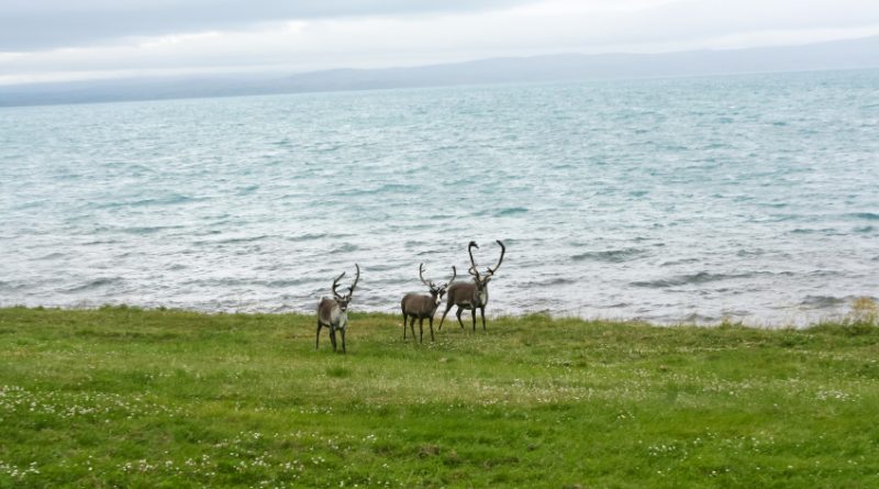 Reindeer in northern Norway. Did they miss the boat? (iStock)