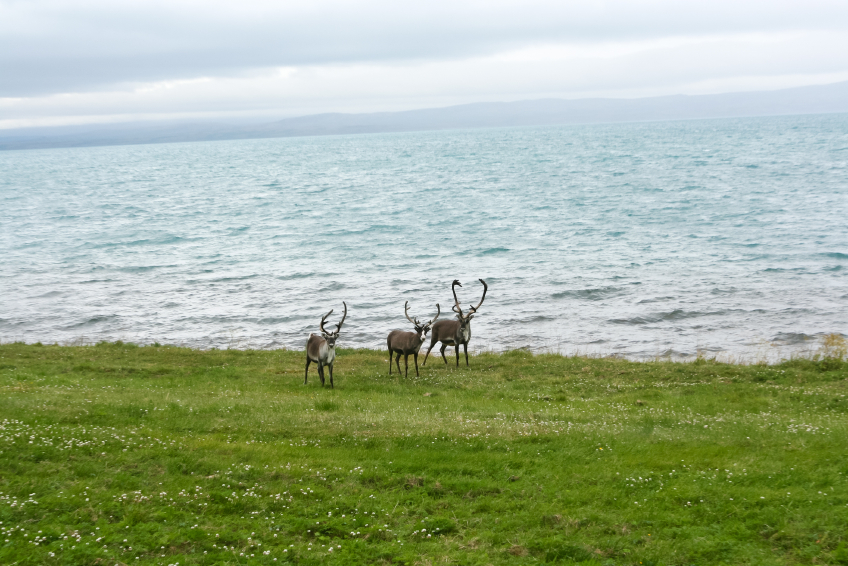 Reindeer in northern Norway. Did they miss the boat? (iStock)
