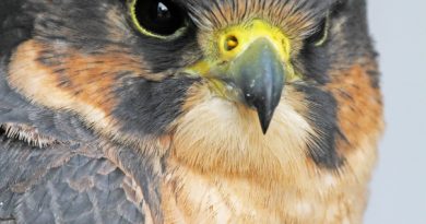 The endangered peregrine falcon was almost completely wiped out in the 70s. (iStock)