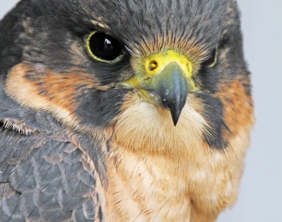 The endangered peregrine falcon was almost completely wiped out in the 70s. (iStock)