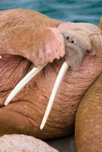 Male walrus in Alaska. (iStock)