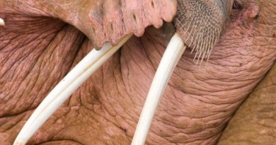 Male walrus in Alaska. (iStock)