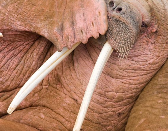 Male walrus in Alaska. (iStock)