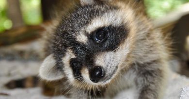 Raccoons are not native to Sweden, and officials are worried what might happen if they become prevalent. (iStock)