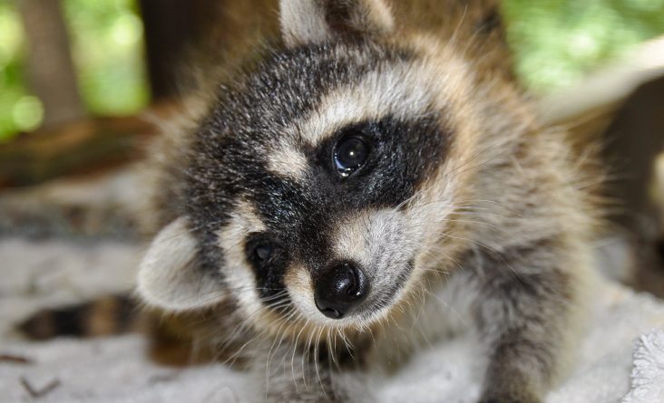 Raccoons are not native to Sweden, and officials are worried what might happen if they become prevalent. (iStock)