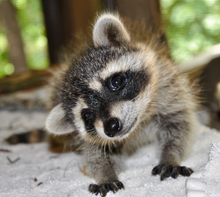 Raccoons are not native to Sweden, and officials are worried what might happen if they become prevalent. (iStock)