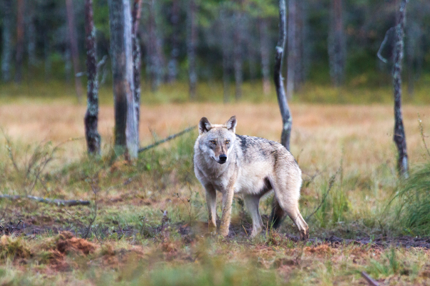 A grey wolf in forest in Finland. (iStock)