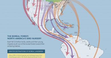 A map showing boreal bird migration. (Courtesy Boreal Songbird Initiative)