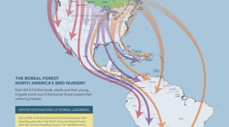 A map showing boreal bird migration. (Courtesy Boreal Songbird Initiative)