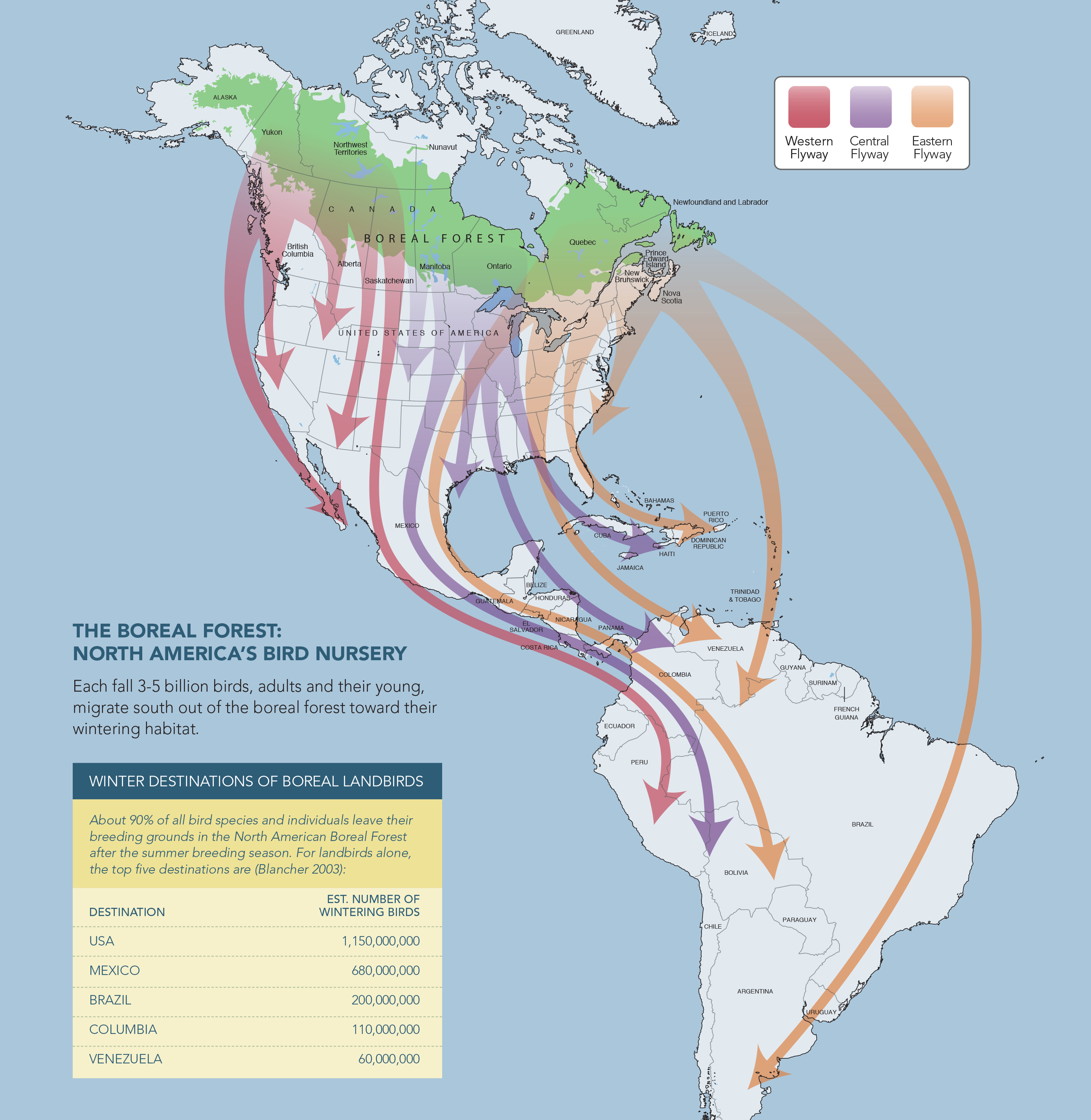 A map showing boreal bird migration. (Courtesy Boreal Songbird Initiative)