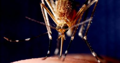 Will a warming climate bring malaria mosquitoes to Sweden? (iStock)