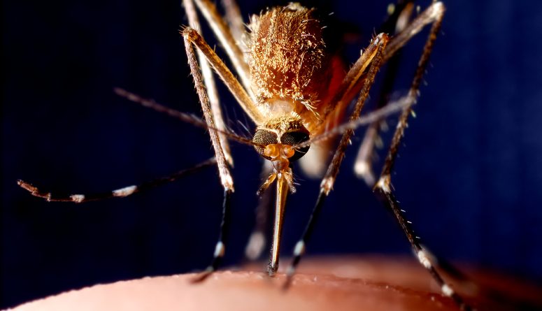 Will a warming climate bring malaria mosquitoes to Sweden? (iStock)