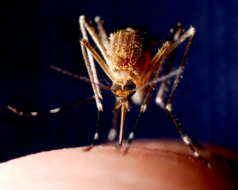 Will a warming climate bring malaria mosquitoes to Sweden? (iStock)